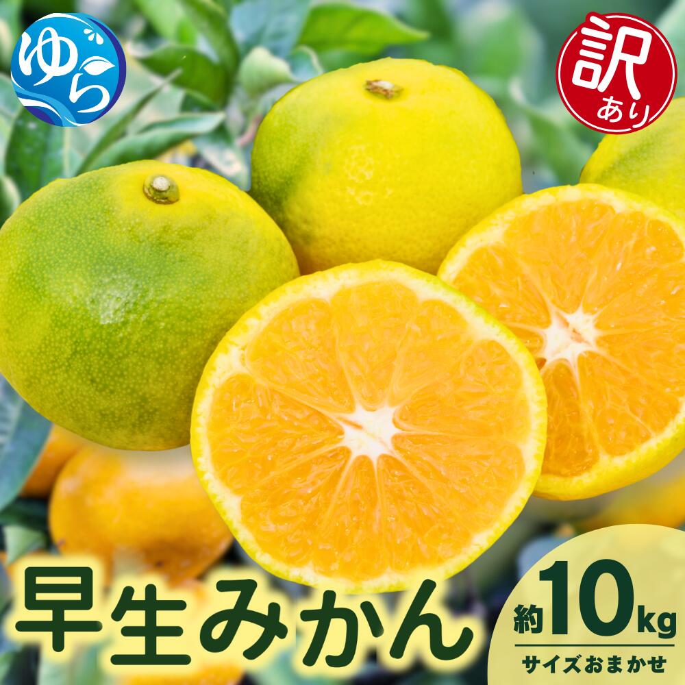 【ふるさと納税】＼レビューキャンペーン中／【先行予約】【訳あり】由良早生みかん(サイズおまかせ)約10kg【2025年11月初旬から順次発送予定】※北海道・沖縄・離島配送不可 / 温州みかん 蜜柑 ミカン 柑橘 由良町 果物 フルーツ 産地直送 和歌山県