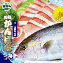 【ふるさと納税】～四国一小さなまち～ 天然カンパチ 1尾 1.5~2kg（エラ・内臓除去済）活き締め 1.5~2キロ かんぱち 刺身 お寿司 しゃぶしゃぶ アレンジ 新鮮 旨味 魚 海鮮 国産 天然 おかず お取り寄せ 冷蔵 配送 故郷納税 ふるさとのうぜい 高知県 高知 田野町 返礼品