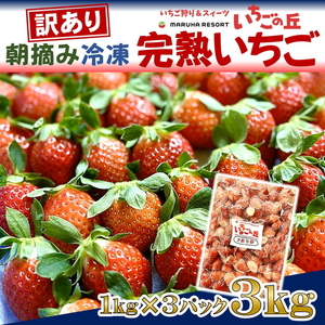 まるは食堂 マルハリゾート いちごの丘 『訳あり』完熟 冷凍いちご 3kg 1kg×3袋 ｜ 訳あり いちご イチゴ 冷凍 3kg 国産 完熟 スムージー ジャム ヨーグルト シャーベット デザート アイス おやつ 果物 フルーツ 愛知県 美浜町 ※北海道・沖縄・離島への配送不可
