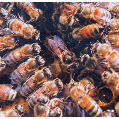 ふるさと納税 瑞浪市 純粋ハチミツ(アカシア500g×1　山桜500g×1　ソヨゴ500g×1　野山の花500g×1) |  | 03