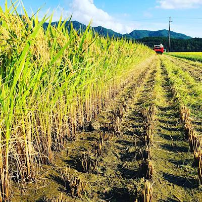 ふるさと納税 新庄市 厳選 ササニシキ 精米 1kg |  | 01