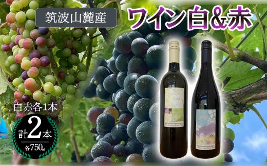 つくば市 筑波山麓産ワイン２本セット　ビーズニーズヴィンヤーズ／Bee's Knees Vineyards【 ワイン お酒 酒 果実酒 ブドウ 白ワイン 赤ワイン 日本ワイン 国産ワイン ワイン専用ブドウ品種  国産 つくば市産 茨城県産 飲み物 飲料 セット 人気 おすすめ 茨城県 つくば市 】