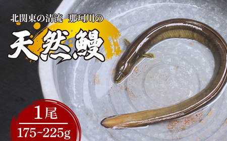 うなぎ 天然鰻 北関東の清流「那珂川産」 1尾 175～225g 真空冷凍 | うなぎ うなぎ うなぎ うなぎ うなぎ