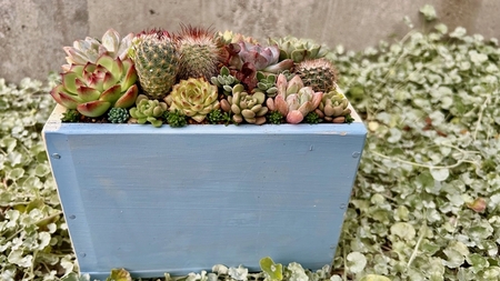 多肉植物の寄せ植えアレンジ ちびサボテン入り ／ aju succulent 植物 インテリア ガーデニング 15種 そのまま飾れる プレゼント ギフト 奈良県 葛城市