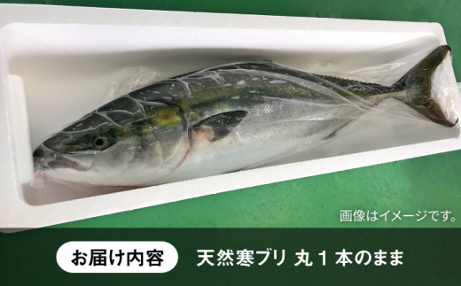 【年内発送】【お正月用】壱岐島産天然寒ブリ（9ｷﾛ台・丸もの） [JBS033]