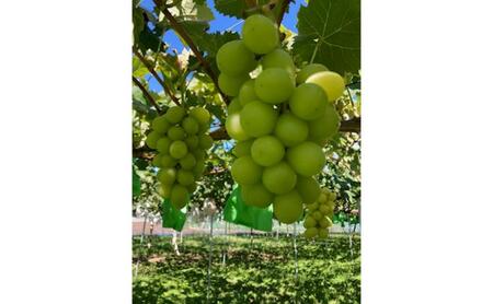 駒ヶ根産シャインマスカット3房 ブドウ ぶどう 葡萄 果物 フルーツ 季節限定 産地直送 産直 駒ヶ根市