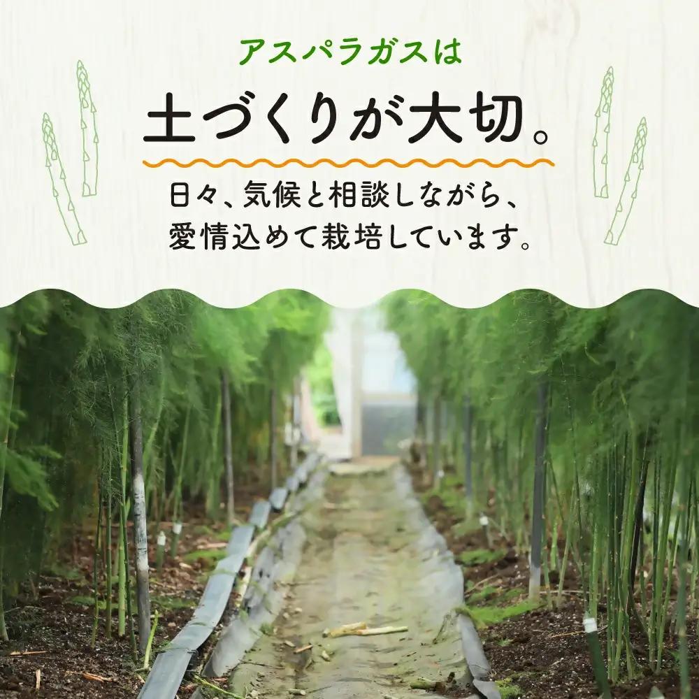 グリーンアスパラガス（800g）【7月~9月配送】 アスパラ