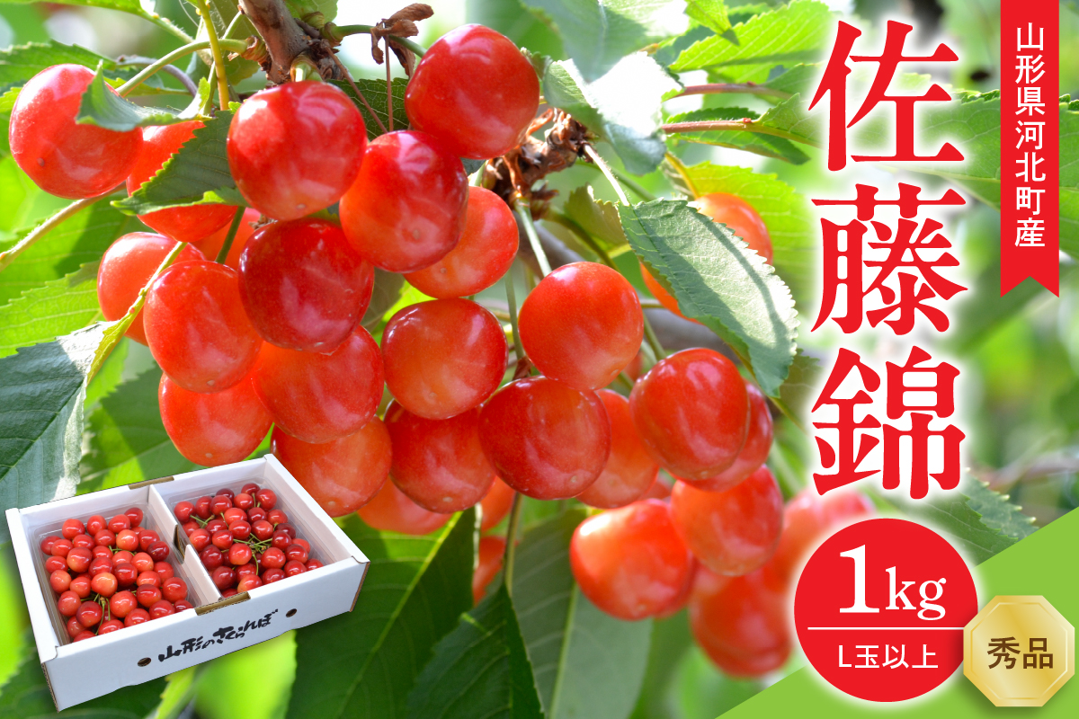  【令和7年産】さくらんぼ 佐藤錦1kg(500g×2パック)  L玉以上 ギフト箱入 秀品 山形県産【緑茶園/山形eLab】