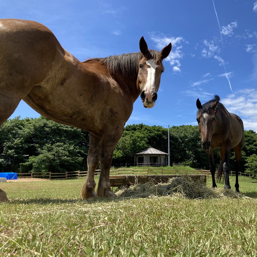 一括寄附で4つの事業を応援！返礼品なし 100,000円（子ども食堂・引退馬の余生応援・椿の森再生・まちづくり支援）10万円 子供 子育て 福祉 動物保護 自然保護 環境整備 教育 自然【R01226