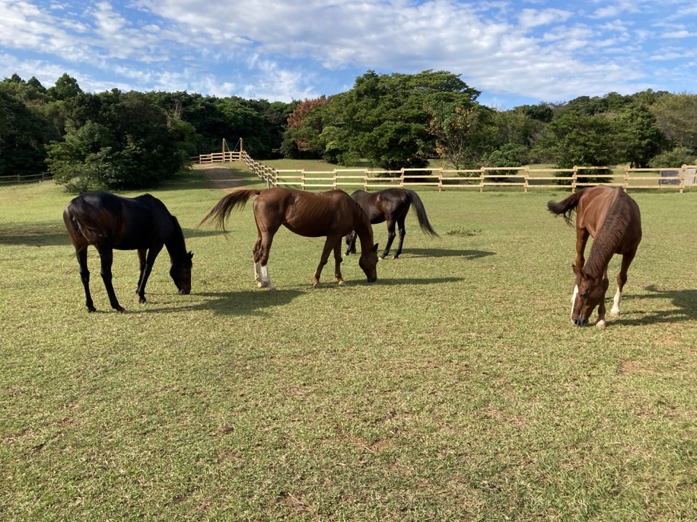 由美子・ピンクの花馬車夢のプロジェクト実現に向けて！あしずりダディー牧場応援（２万円コース）クラウンドファンディング クラファン 馬主 競馬 動物【R00576】