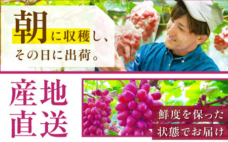 【全3回定期便】【2025年先行予約】【数量限定】【秀品】毎月ぶどうをお届け！イチオシ3品種 各2房 島根県雲南市/ギアファーム[AIAB010]