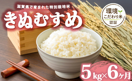 【6回定期便】白米 きぬむすめ 5kg 滋賀県 日野町 定期便 精米 ブランド米 WS010_R7