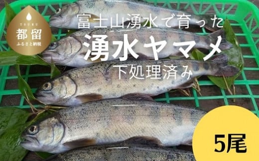 
富士山の湧水で育った＜湧水ヤマメ5尾＞下処理済み【柴崎養魚場】｜山女魚 やまめ ヤマメ 渓流の女王
