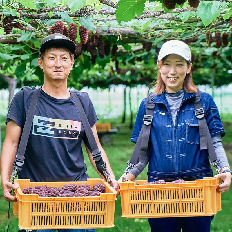 ≪2026年先行予約≫【相良果樹園】贈答用 山形県産 種無しぶどう デラウェア 2kg(12～16房) 秀品 個包装 2026年7月上旬から順次発送 F2Y-7052