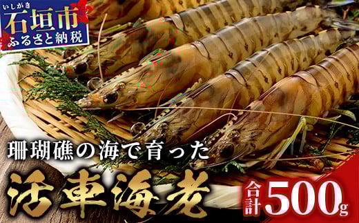 活車えび 500g【季節限定】25尾前後 沖縄県 石垣島 石垣市 活き くるまえび 車エビ BE-4