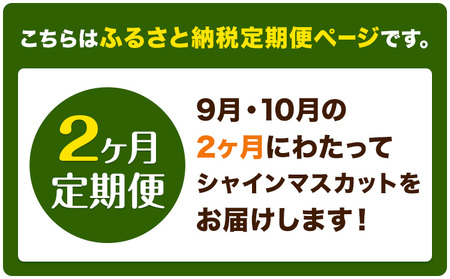 【2ヶ月定期便】ぶどう シャインマスカット 晴王 1.2kg 2房 マスカット岡山《9月上旬-10月末頃出荷》岡山県 浅口市 送料無料 フルーツ 果物 マスカット お取り寄せフルーツ【配送不可地域あり