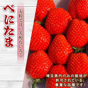 【予約】希少いちご べにたま 500g イチゴ 苺 ロコファーム 埼玉県 いちご