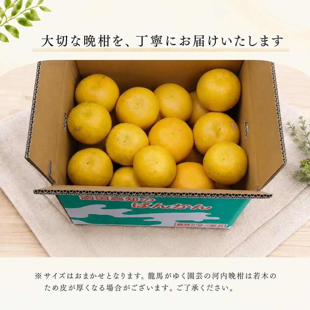 龍馬がゆく園芸の河内晩柑9kg（訳あり）