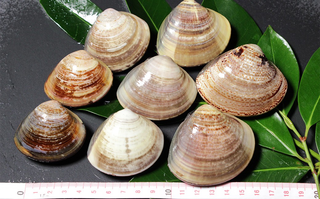 【指定日必須】 蓄養はまぐり 3年～6年もの 500g