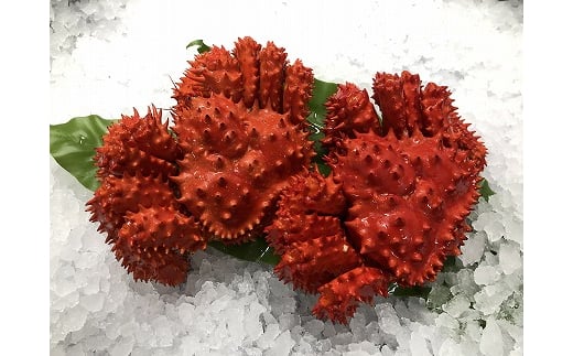 
G-54002 【北海道根室産】花咲がに500g前後×2尾
