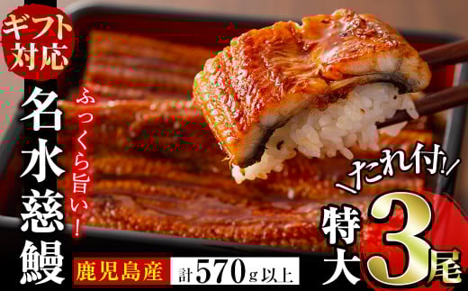 【お中元8月】鹿児島県産うなぎ蒲焼 名水慈鰻 特大3尾(1尾190g以上)＜計570g以上＞ b1-024-cg8