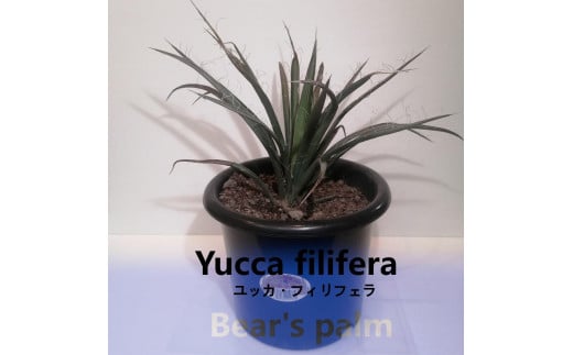 
ユッカフィリフェラ　Yucca filifera_栃木県大田原市生産品_Bear‘s palm
