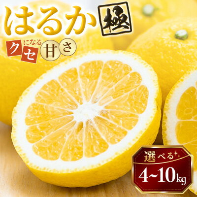 【ふるさと納税】【太陽をたっぷり浴びた】はるか【極】 4kg / 5kg / 10kg_ みかん ミカン 蜜柑 はるか 果物 くだもの フルーツ デザート おいしい 甘い かんきつ 柑橘 柑橘類 国産 愛媛 愛媛県 八幡浜市 産直 産地直送 送料無料 【G1509745】