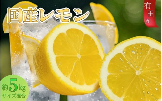 有田産の安心国産レモン約5kg （サイズ混合）【2025年10月中旬～2026年4月下旬頃より順次発送】/檸檬 フルーツ 果物 和歌山 スカッシュ お酒 サワー 料理【TM15】【TM92181-te