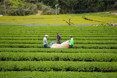 そのぎ茶 緑茶 そのぎ茶《茶縁》「つゆひかり」100g 2袋入