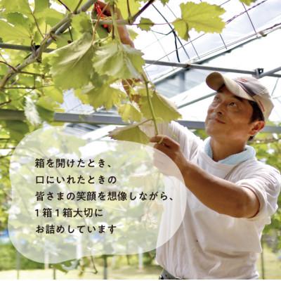 ふるさと納税 真庭市 【発送月固定定期便】【2026年先行予約】桃と葡萄どっちも食べたい便!【お試し便】(岡山県産)全2回 |  | 03