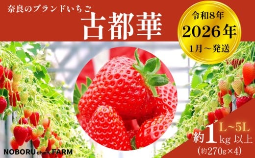 
            【 先行予約 / 数量限定 】 いちご 1kg 以上 ( 270g × 4P ) 新鮮 産地直送 厳選 【2026年1月以降発送】 旬 ブランド イチゴ 苺 古都華 フルーツ 果物 くだもの 国産 限定 大粒 産地 農場 直送 フレッシュ ベリー 贈答用 プレゼント 人気 おすすめ 苺 デザート スイーツ イードム株式会社 のぼるちゃんファーム 奈良県 奈良市 なら 11-108
          
