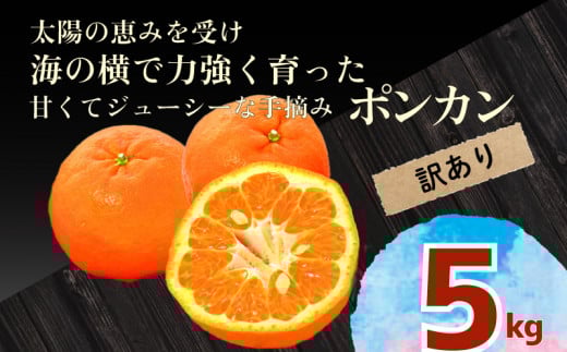 訳あり 【 ポンカン 5kg 】 早期受付 2026年1月中旬より順次発送 安和ポンカン 家庭用 柑橘 椪柑 みかん フルーツ 果物 くだもの 期間限定 季節限定 YN001_x