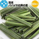 【ふるさと納税】国産 パパイヤの葉の茎 50本入