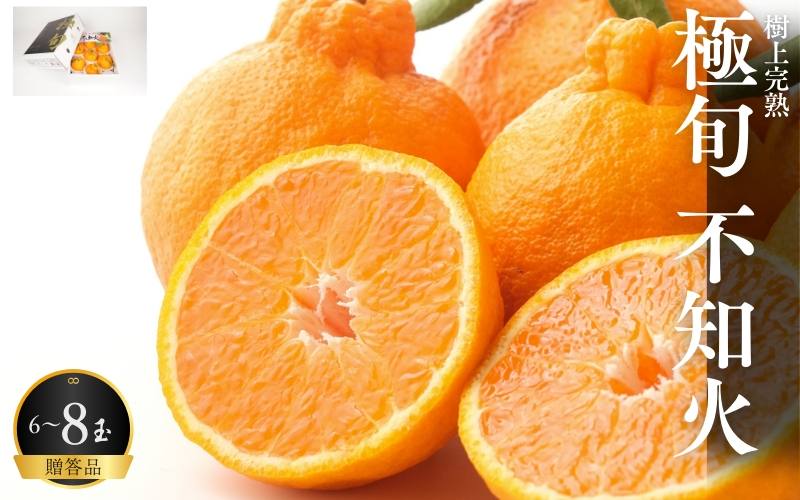 【贈答用化粧箱入】 不知火 樹上完熟 約2kg （5～8個入）【2026年2月中旬頃から発送】【KG10】【kgr014】