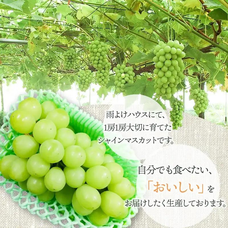 【令和8年産先行予約】シャインマスカット 2房（約1.2～1.4kg）　山形県鶴岡市　クドウファーム　| ブドウ 葡萄 ぶどう しゃいんますかっと マスカット 果物 くだもの フルーツ 旬 期間限定 