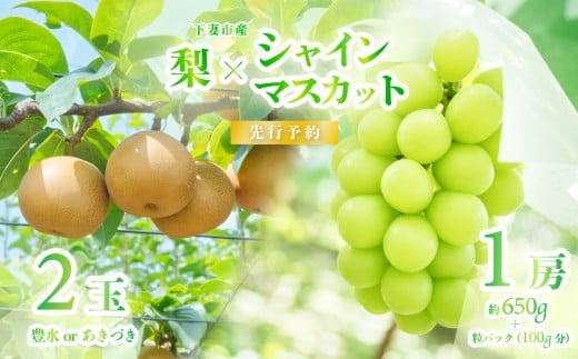 【 2026年 先行予約 】 シャインマスカット ＆ 梨 食べ比べセット シャインマスカット 1房 約650ｇ＋粒パック(100g分）＋梨 2玉（又はあきづき） 【 2026年9月上旬～9月中旬頃発送予定 】 【 フルーツ 果物 ぶどう ブドウ 葡萄 シャイン マスカット 梨 あきづき 豊水 茨城県産 国産 人気 農園 スイーツ お取り寄せ 】