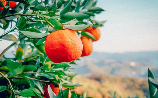 
                  甘味と酸味を最大限に引き出す高知・宿毛の樹上完熟ポンカン【5kg】
                
