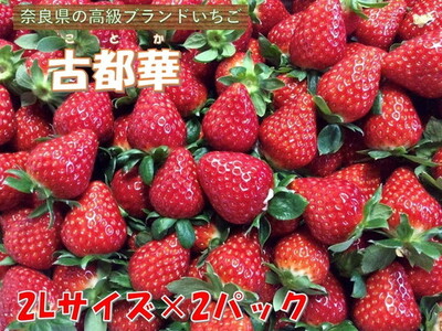 おかげさまで21年目 毎年大好評の甘い美味しい苺（レギュラーパック2Lサイズ×2パック）（古都華（ことか））※北海道・沖縄・離島への配送不可 ※2026年1月上旬頃より順次発送予定