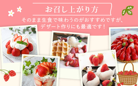 とちあいか（約300g×4パック）＆令和7年産無洗米コシヒカリ5kgセット！｜いちご 米 新米 5キロ 尚仁沢湧水 栃木県 塩谷町 ※2025年12月中旬～2026年4月下旬頃に順次発送予定 ※北海道