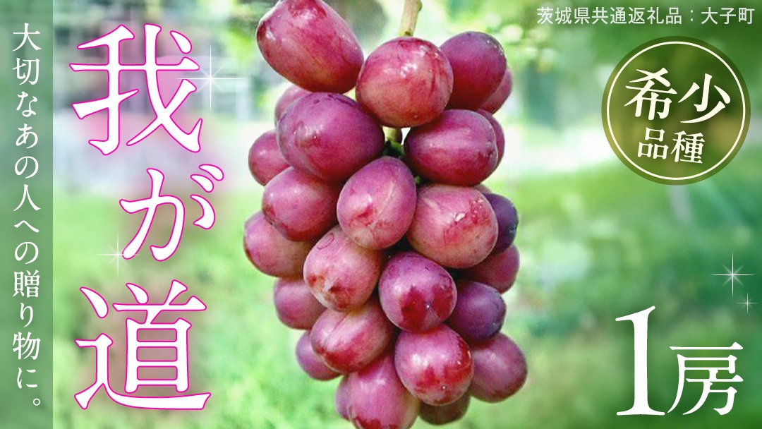 我が道 １房【2026年9月上旬発送開始】(茨城県共通返礼品：大子町) シャインマスカット ウインク 葡萄 ブドウ ぶどう 果物 フルーツ 希少 新品種