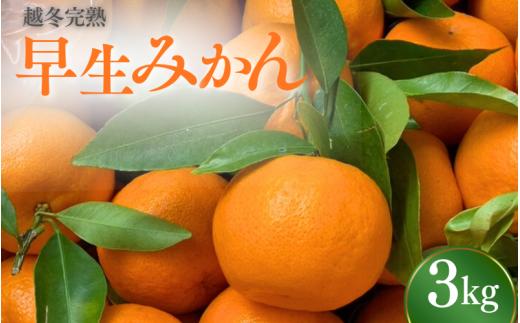
                  【先行予約】 完熟 越冬早生みかん3kg 【秀品】 （2027年1月以降順次発送予定） / 早生みかん 早生 ミカン 柑橘 フルーツ 果物 紀州産 和歌山県【tcs025】
                