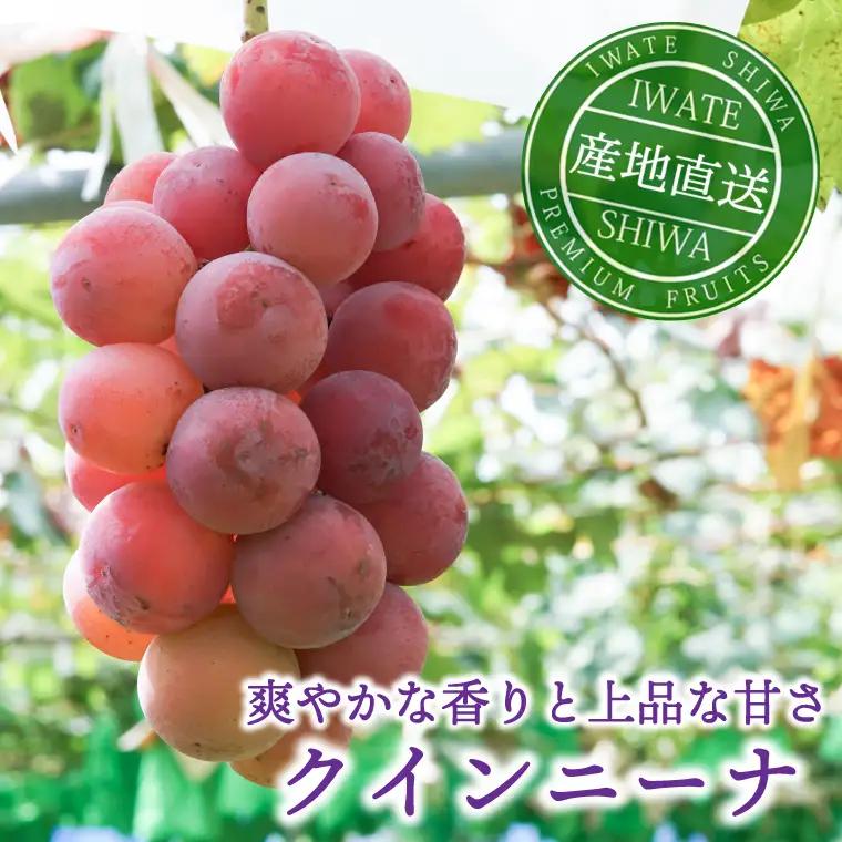 【2026年先行予約】ぶどう 2種 食べ比べ セット 約1kg (各1房) AR033 ぶどう