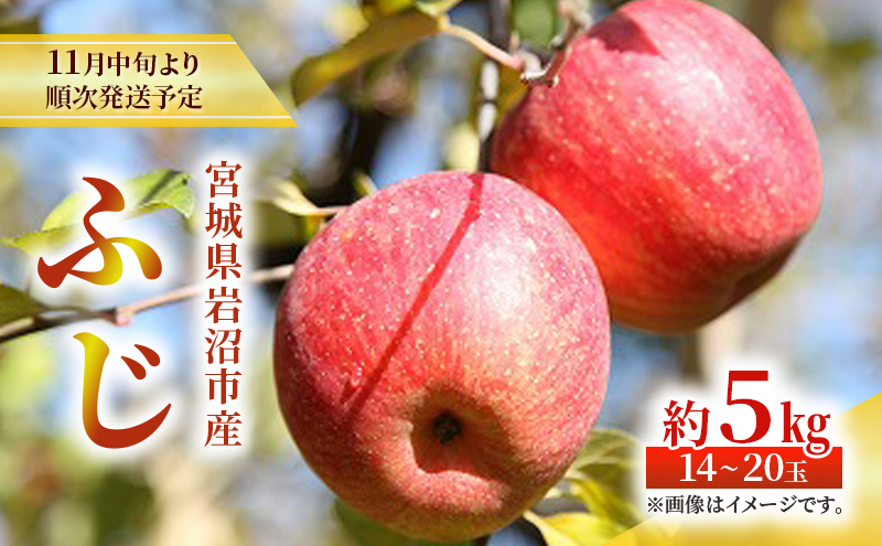 りんご 先行予約 ふじ 約 5kg 岩沼市産 フルーツ 完熟 蜜入り 蜜 蜜入りりんご 果物 旬 秋 冬 旬のフルーツ 旬の果物 季節のフルーツ 季節の果物 リンゴ 林檎 宮城 宮城県 岩沼市 11月中旬より発送予定