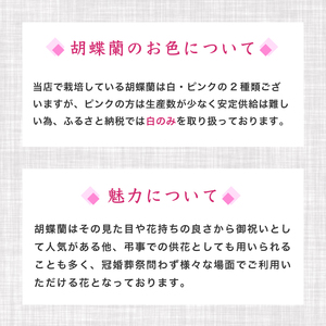 【 胡蝶蘭 】 胡蝶蘭3本