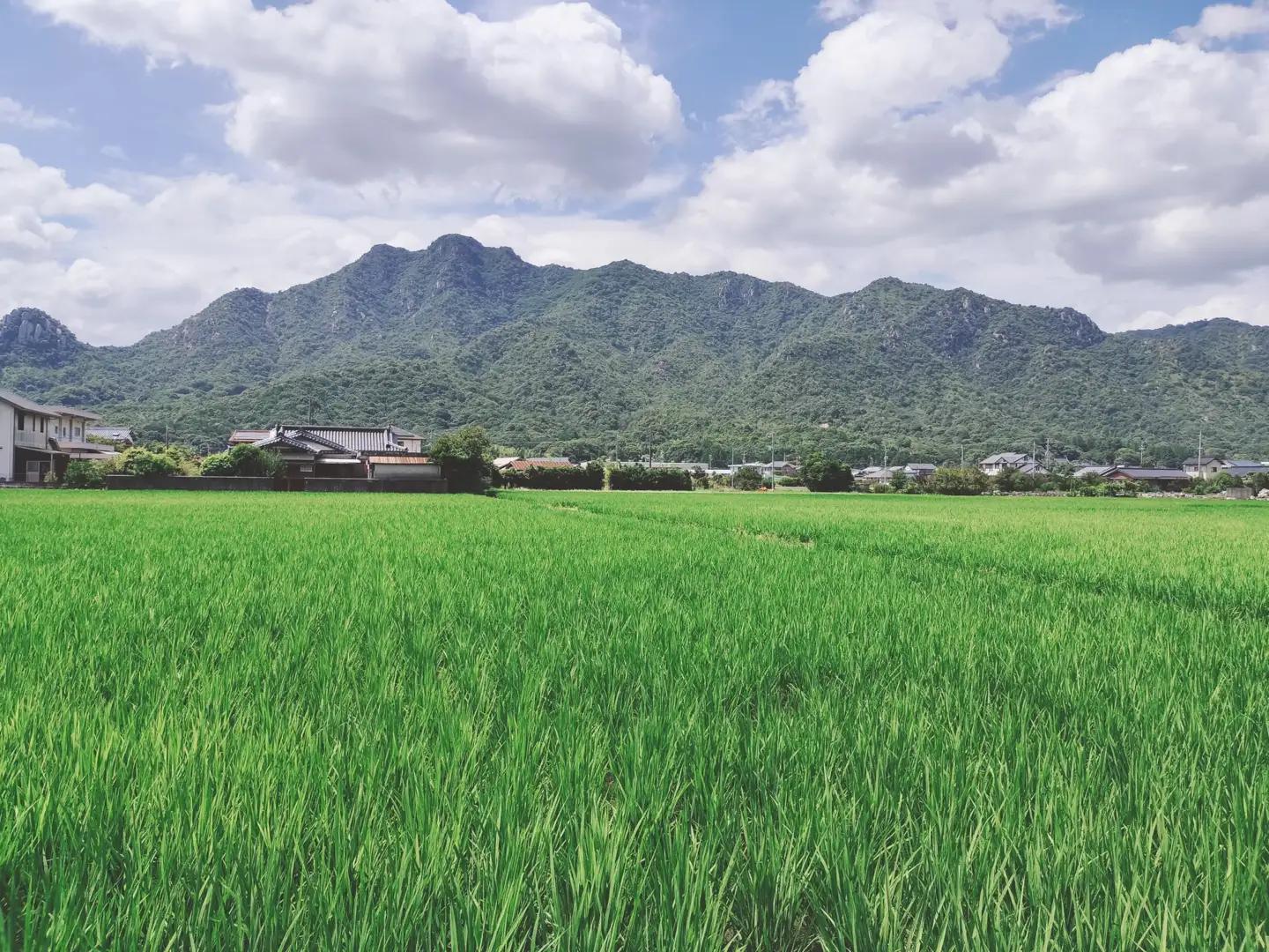 栽培期間中農薬・肥料不使用で作った朝日米 玄米20kg 粟屋農場 山口県 防府市 H17 玄米 朝日米 20kg 栽培期間中農薬不使用 肥料不使用 無農薬 自然栽培 在来種 希少米 佐波川