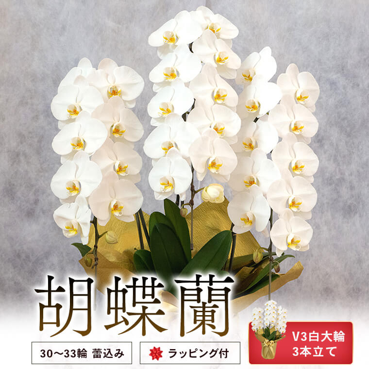 【ふるさと納税】 胡蝶蘭 V3白大輪3本立て 30~33輪 蕾込み ラッピング付 お祝い ギフト 花輪 開店祝い 母の日 敬老の日 お中元 お歳暮 鹿児島県 薩摩川内市 送料無料