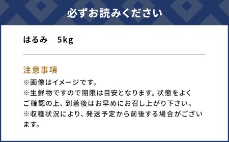 【先行予約】和田果樹園のみかん はるみ 5kg ミカン 蜜柑 オレンジ 果実 旬のフルーツ 大分県産 九州産 津久見市 国産【tsu002901】