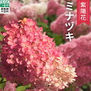 【ふるさと納税】 片品村 アジサイ ミナヅキ 紫陽花 花 フラワー 園芸