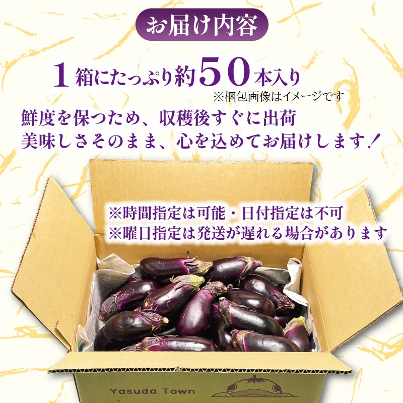 収穫したその日に発送する新鮮ナス便 約50本程度 採れたて なす 約50本 新鮮 小分け 茄子 野菜 旬 やさい 浅漬け 漬物 産地直送 健康 高知県 安田町 TR-0007