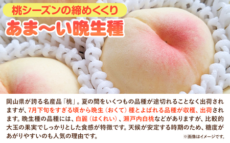 【先行予約】岡山県産 白桃 晩生種 大玉 約2.2kg  6～7玉 晴れの国 おかやま館 漂流岡山 《2024年7月下旬-9月下旬頃出荷》岡山県 浅口市 フルーツ モモ 果物 青果 旬【配送不可地域あ